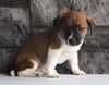 Jack Russel For Sale Millersburg OH Male-Austin