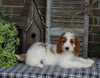Medium F1BB Goldendoodle For Sale Millersburg OH Female-Dollie