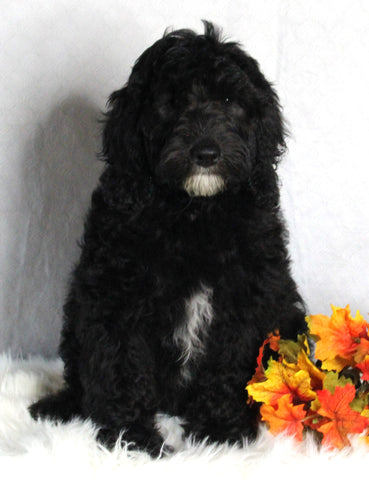 F1B Medium Labradoodle For Sale Millersburg OH Male-Fred SOLD