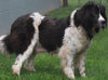 AKC Newfoundland For Sale Millersburg OH -Female Sophia