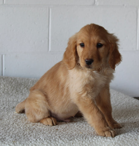 AKC Registered Golden Retriever For Sale Millersburg OH Male-Billy
