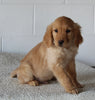 AKC Registered Golden Retriever For Sale Millersburg OH Male-Billy