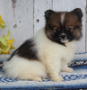 ACA Registered Pomeranian For Sale Millersburg OH Female-Julie