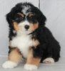 Mini Bernedoodle For Sale Millersburg OH Male- JJ