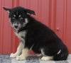 Pomsky Puppy For Sale Wooster OH-Female Sophie