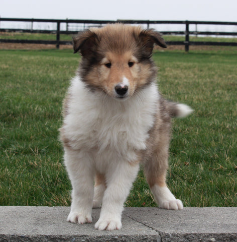 Collie (Lassie) For Sale Fredricksberg OH, Betty