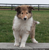 Collie (Lassie) For Sale Fredricksberg OH, Betty