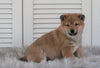 AKC Registered Shiba Inu For Sale Millersburg, OH Male- Rex