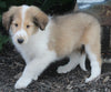 AKC Registered Lassie Collie For Sale Millersburg OH Male-Waylon