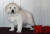 AKC Registered English Cream Golden Retriever For Sale Fredericksburg, OH Male- Smokie