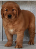 AKC Registered Golden Retriever For Sale Millersburg OH-Nick
