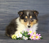 AKC Registered Collie (Lassie) For Sale Fredericksburg, OH Female- Lois