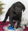 Labrador Retriever Mix For Sale Fredericksburg OH Male-Clifford