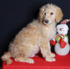Medium F1B Labradoodle For Sale Millersburg OH Male-Hunter