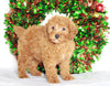 Miniature Poodle For Sale Wooster, OH Female- Holly