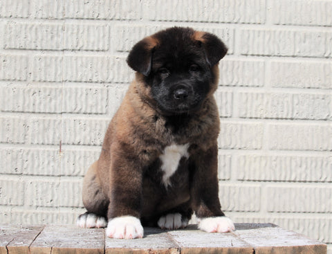 AKC Registered Akita For Sale Millersburg, OH Female- Stella