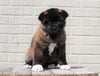 AKC Registered Akita For Sale Millersburg, OH Female- Stella