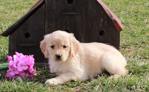 AKC Registered Golden Retriever For Sale Fredericksburg, OH Female- Liz