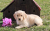AKC Registered Golden Retriever For Sale Fredericksburg, OH Female- Liz