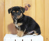 German Shepherd Mix For Sale Millersburg OH Male-Logan