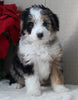 Mini Bernedoodle For Sale Millersburg OH Female-Regina