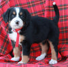 AKC Registered Bernese Mountain Dog For Sale Sugarcreek OH Male- Alexander