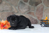 AKC Registered Cane Corso For Sale Wooster OH Female-Doja