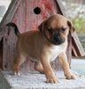 Puggle For Sale Sugarcreek OH Male -Ace