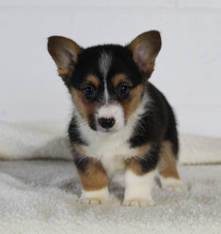AKC Registered Pembroke Welsh Corgi For Sale Millersburg OH Female-Princess