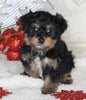 Yorkie-poo For Sale Millersburg OH Male-Goofy