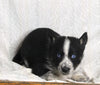 Texas Heeler Siberian Husky Mix For Sale Fredericksburg OH Male-Tobi
