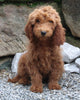 Goldendoodle For Sale Millersburg OH Male-Noah