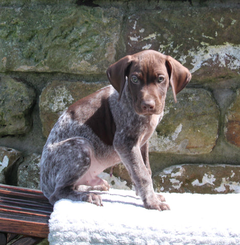 AKC Registered German Shorthaired Pointer For Sale Fredericksburg OH Male-Remington