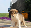 Collie Lassie For Sale Fredericksburg OH Male-Gavin