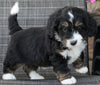 Mini Bernedoodle For Sale Mt Hope OH Male-Charger