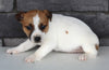 Jack Russel For Sale Millersburg OH Female-Sandy