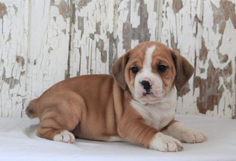 Beabull For Sale Holmesville, OH Female- Lexi