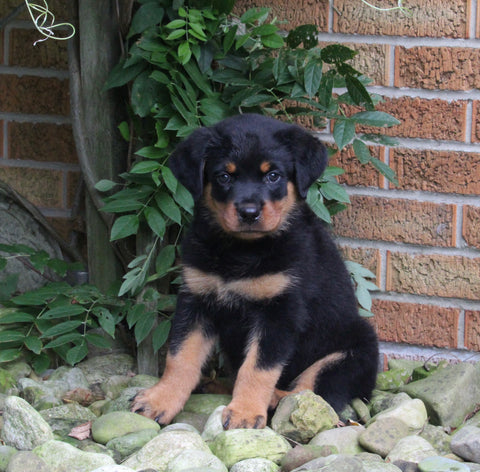 AKC Registered Rottweiler For Sale Shreve OH Male-Duke