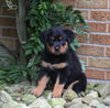 AKC Registered Rottweiler For Sale Shreve OH Male-Duke