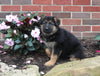 AKC Registered German Shepherd For Sale Millersburg OH Female-Noelle