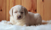 AKC Registered Labrador Retriever For Sale Fredericksburg, OH Female- Addy