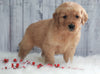 AKC Registered Golden Retriever For Sale Millersburg, OH Male- Rascal