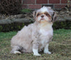 Shih Tzu For Sale Millersburg, OH Male- Spotty *House Trained*