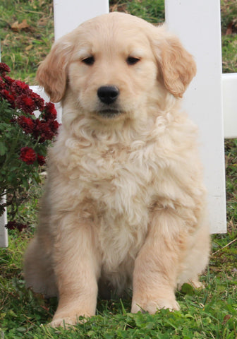 AKC Registered Golden Retriever For Sale Fredericksburg OH Male-Bandit