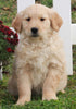 AKC Registered Golden Retriever For Sale Fredericksburg OH Male-Bandit