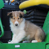 AKC Registered Collie Lassie For Sale Fredericksburg OH Male-Hunter