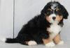Mini Bernedoodle For Sale Millersburg OH Male- JJ