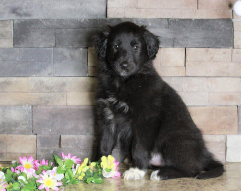 Golden Collie For Sale Fredericksburg, OH Female- Traci