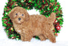 Miniature Poodle For Sale Wooster, OH Female- Holly