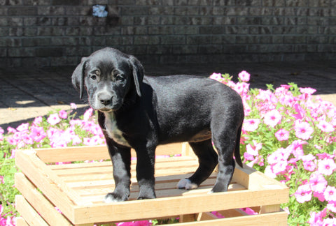 Dalmatian English Cream Goldens For Sale Holmesville OH Female-Brooklyn